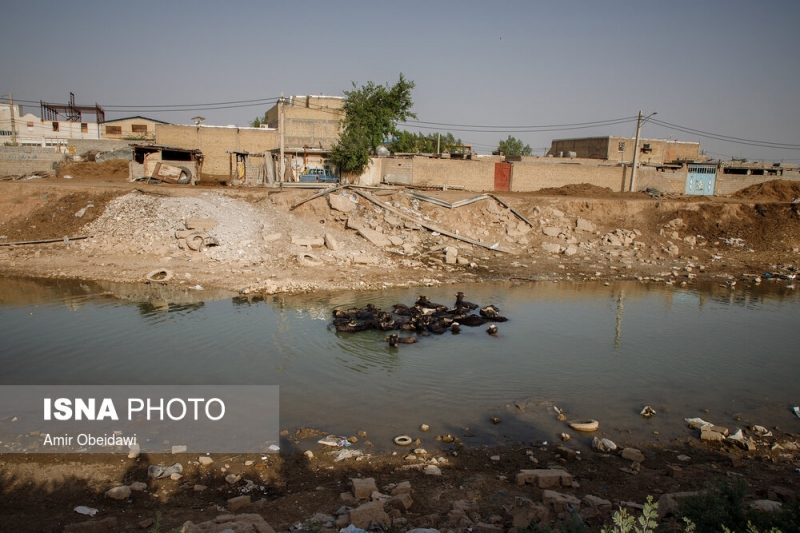 گاومیش‌های تشنه حمیدیه