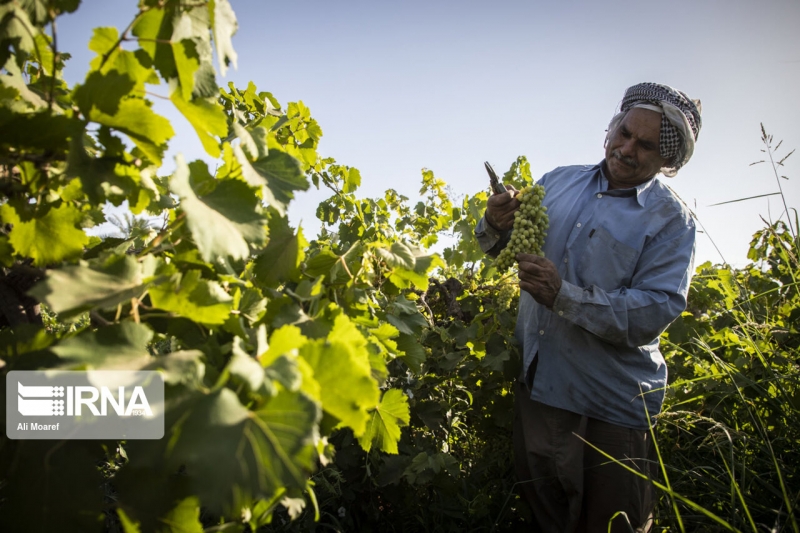 برداشت غوره در شهرستان کارون