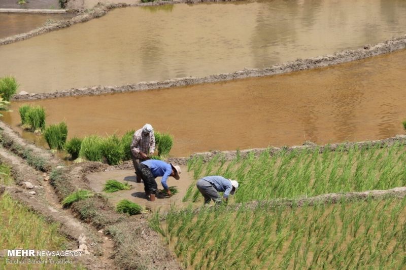 نشاء برنج در شالیزارهای منطقه رباط باغملک