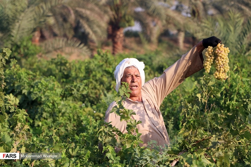 برداشت انگور در شهرستان کارون