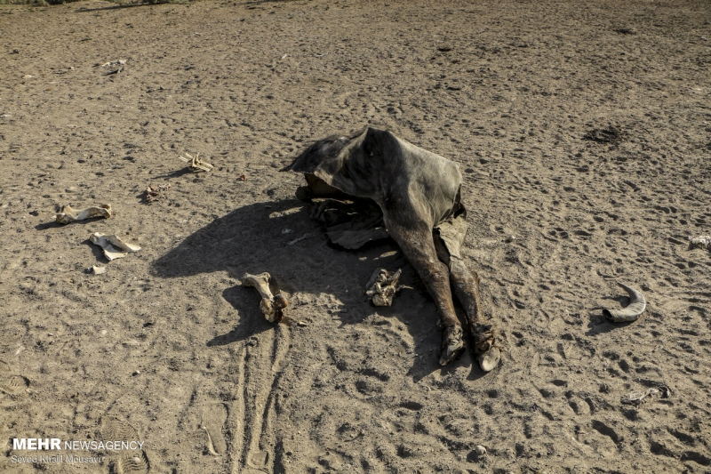 تراژدی گاومیش ها در هور