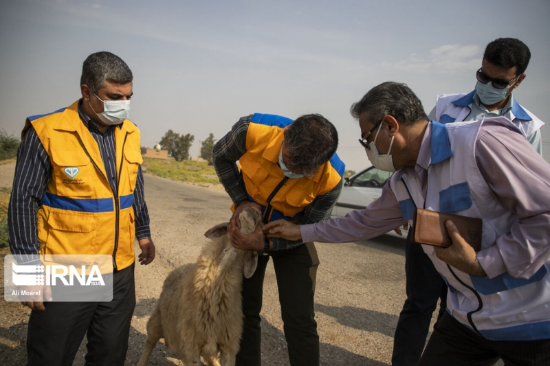بررسی وضعیت دام های روستاهای حمیدیه توسط اکیپ عملیاتی دامپزشکی