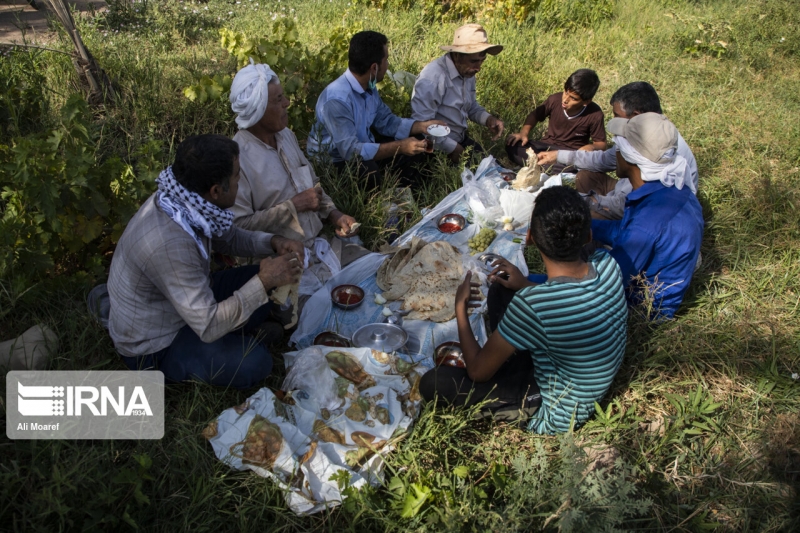 برداشت انگور از تاکستان‌های غزاویه