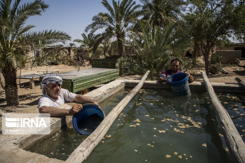 خشکسالی در روستای منصوره شادگان در استان خوزستان