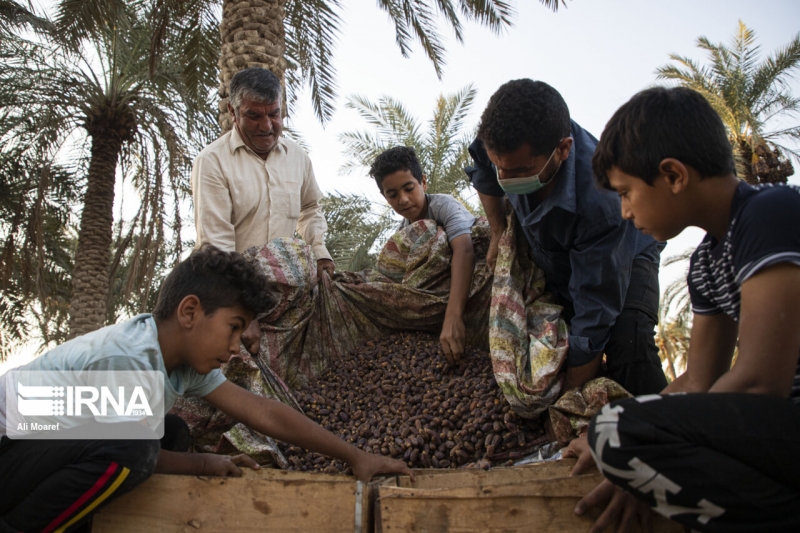 برداشت خرما از نخلستان‌های غزاویه شهرستان کارون