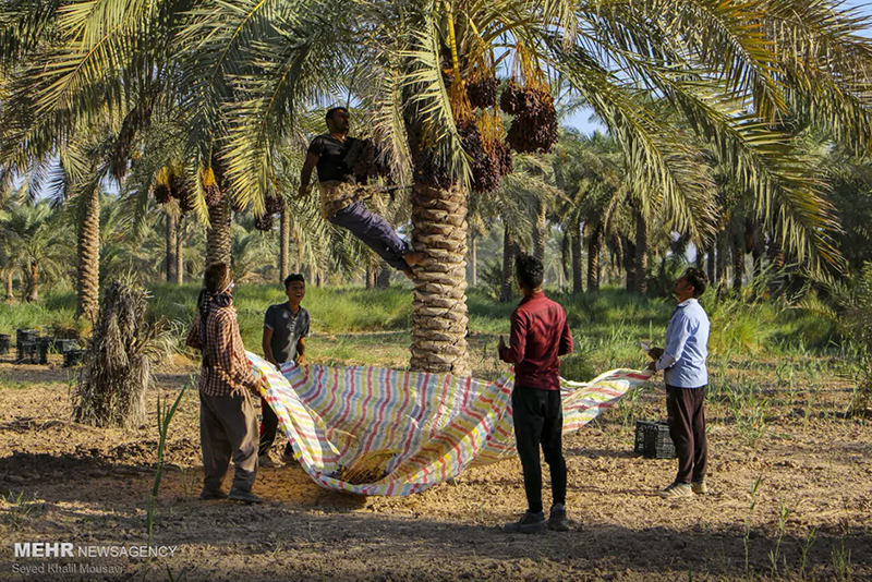 برداشت خرما در روستای غزاویه