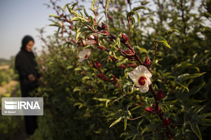 برداشت محصول چای قرمز روستای علوه شهرستان کارون