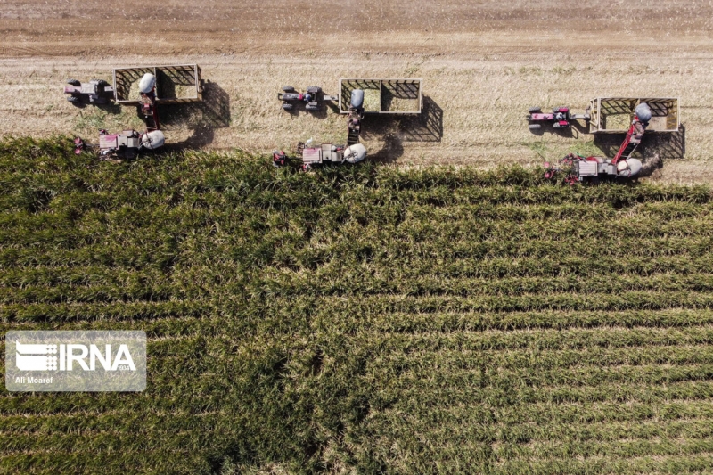 آغاز برداشت نیشکر در خوزستان