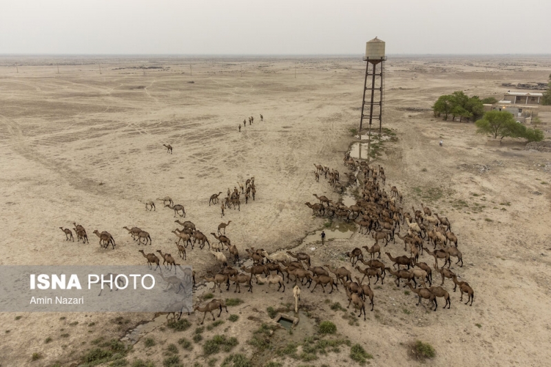 پرورش شتر در هویزه