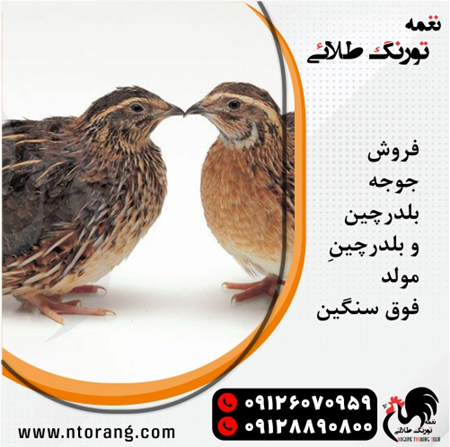 پرورش جوجه بلدرچین