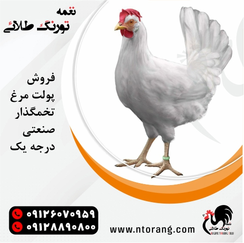 فروش نژادهای مختلف مرغ تخم گذار صنعتی