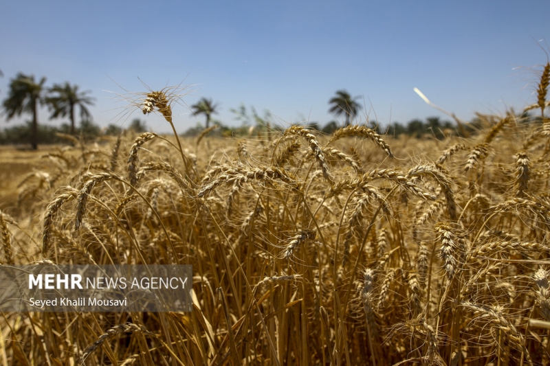 برداشت گندم در خوزستان