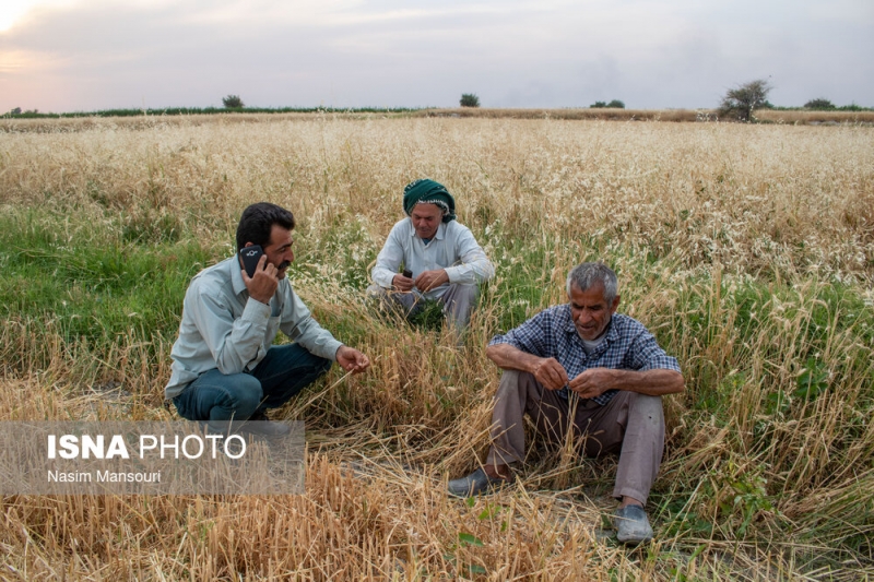 برداشت مکانیزه گندم از مزارع رامهرمز در خوزستان