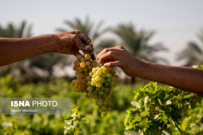 برداشت انگور در روستای غزاویه بزرگ شهرستان کارون