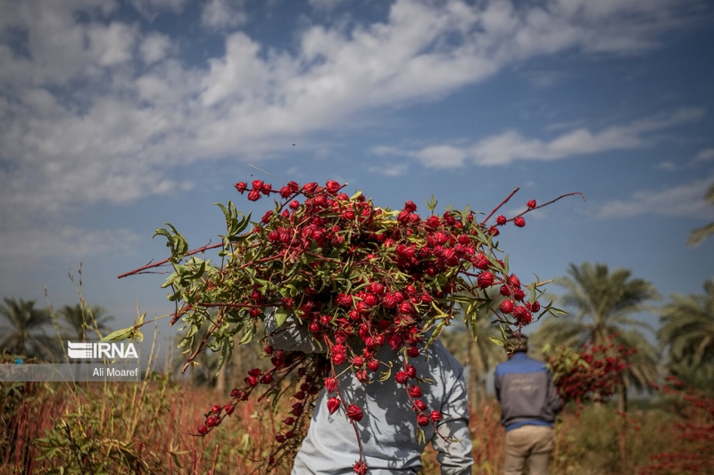 برداشت چای ترش ایرانی