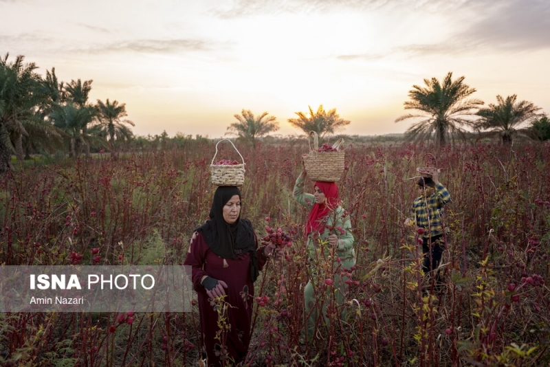 فصل برداشت چای ترش