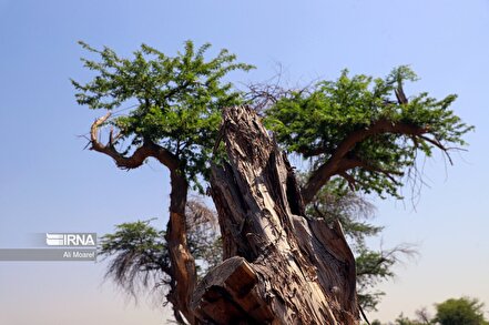 جنگل الباجی در سایه دلالان چوب