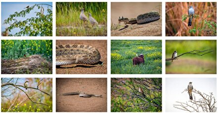 حیات وحش منطقه «چمیم»