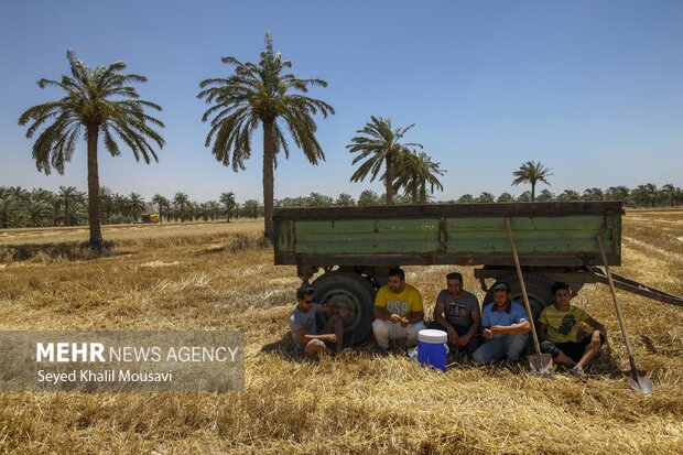 خرید تضمینی گندم و دغدغه‌های کشاورزان/ مطالبات گندم کاران از دولت