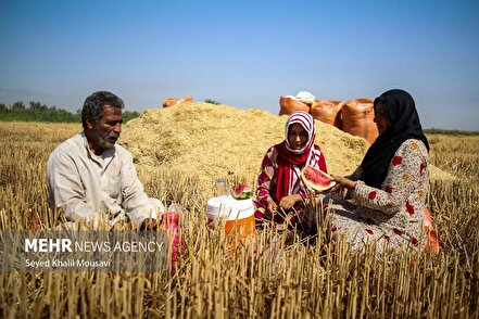 برداشت گندم در خوزستان
