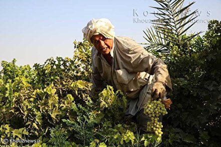 برداشت انگور در روستای غزاویه بزرگ شهرستان کارون