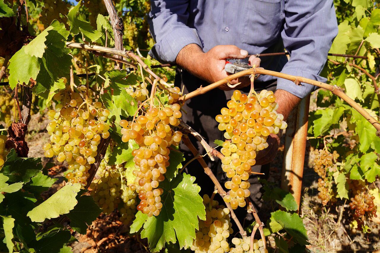 آغاز برداشت نوبرانه انگور در شهرستان کارون