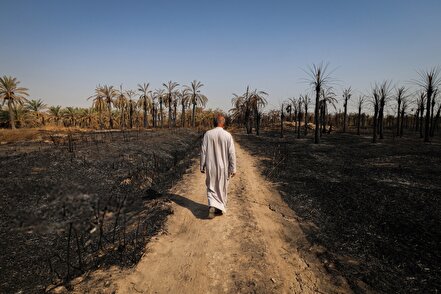 از نخل تا خاکستر