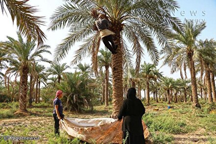 برداشت خرما در خوزستان