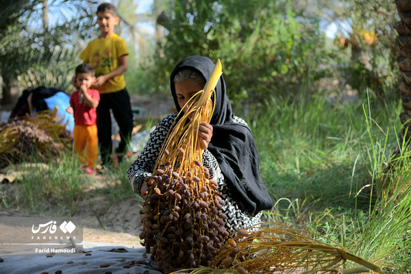 بفرمایید خرمای خوزستان بفرمایید خرمای خوزستان