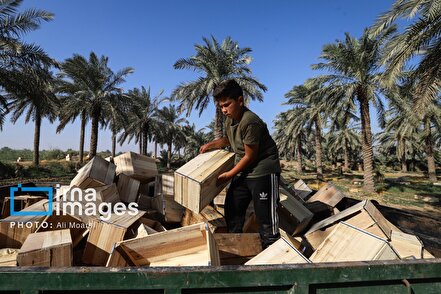 برداشت خرما از نخلستان های کارون