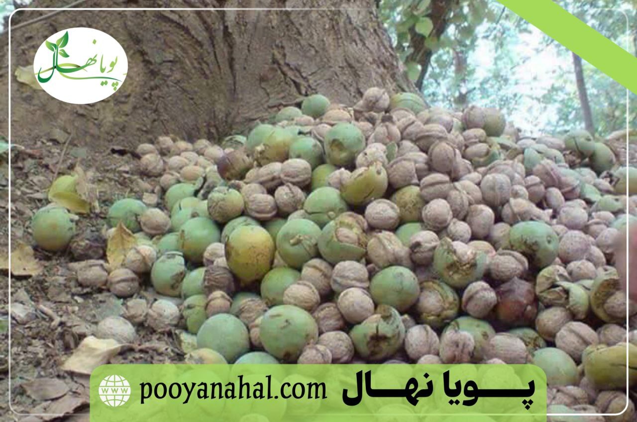 سرمایه گذاری در نهال گردو