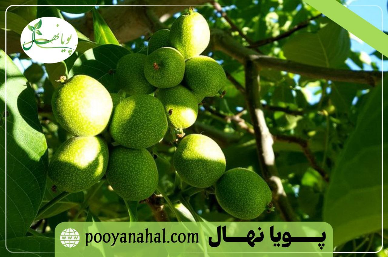 تصویری باردهی درخت گردو فرنور