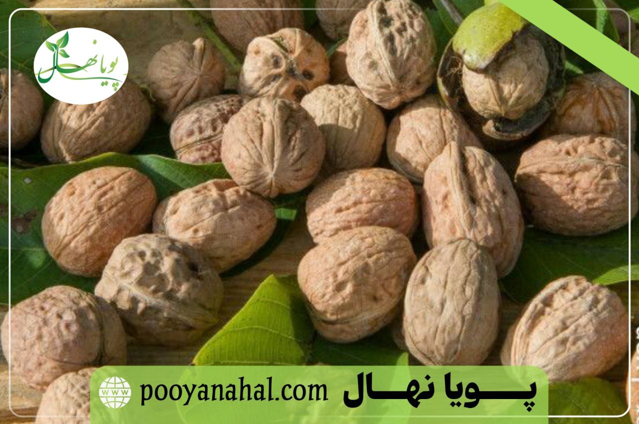 تصویر باردهی نهال گردو ژنوتیپ