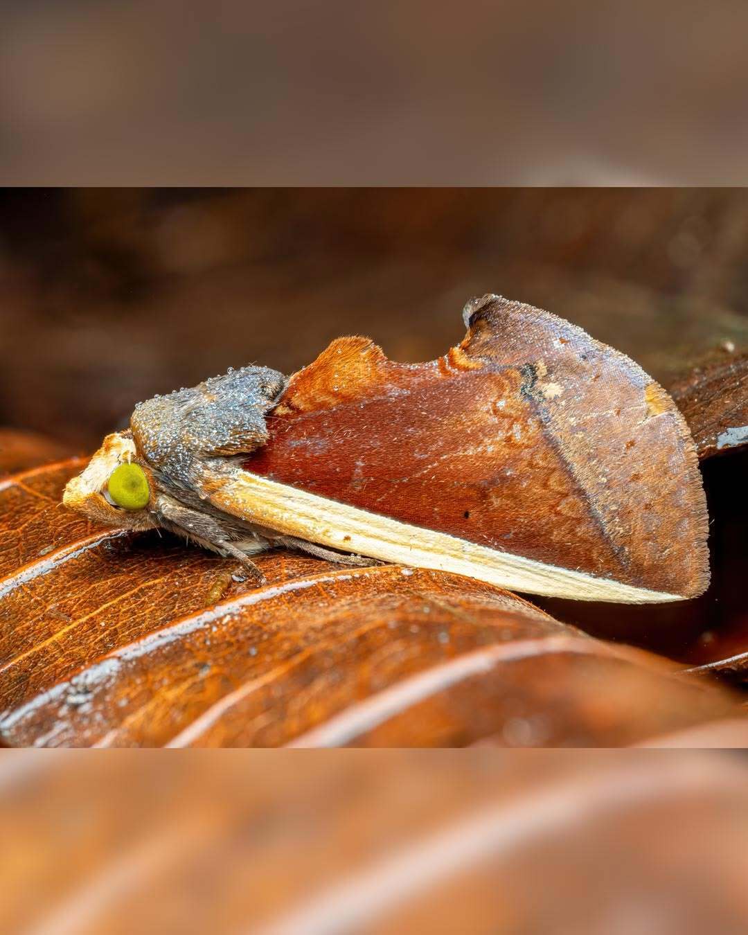 شاهکار ماکرو از یک شب در جنگل ابری اکوادور؛ ۱۲ ساعت عکاسی از صدها شب‌پره نادر (عکس)