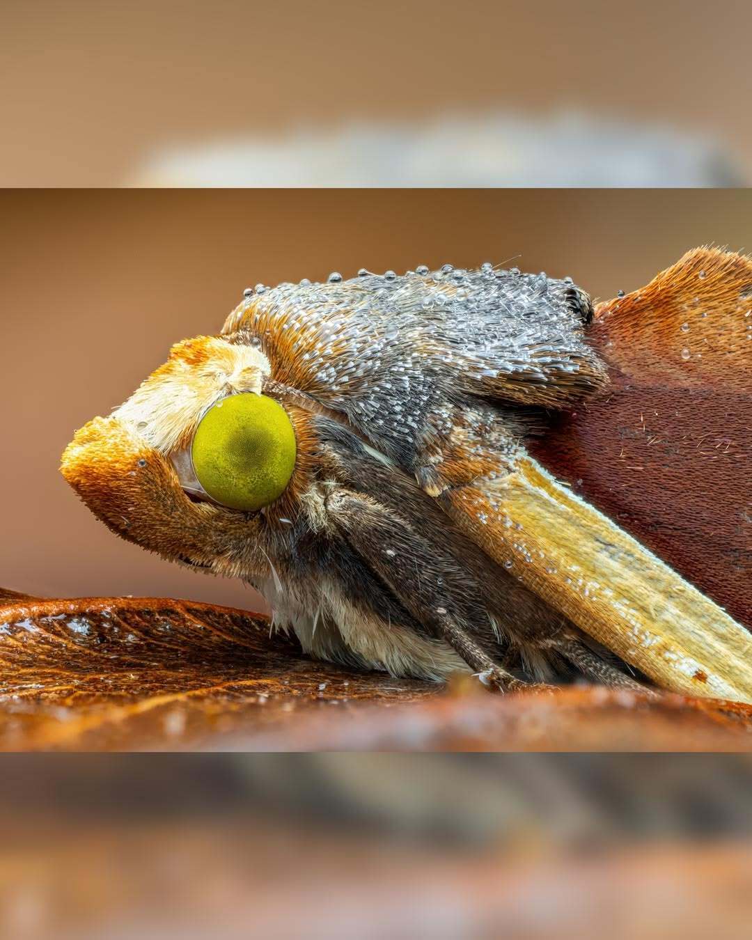 شاهکار ماکرو از یک شب در جنگل ابری اکوادور؛ ۱۲ ساعت عکاسی از صدها شب‌پره نادر (عکس)