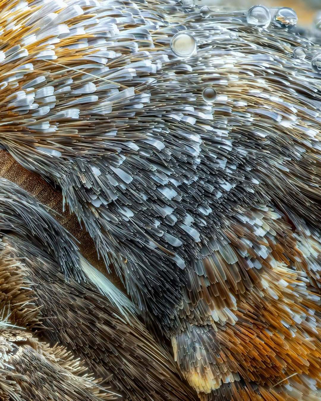 شاهکار ماکرو از یک شب در جنگل ابری اکوادور؛ ۱۲ ساعت عکاسی از صدها شب‌پره نادر (عکس)