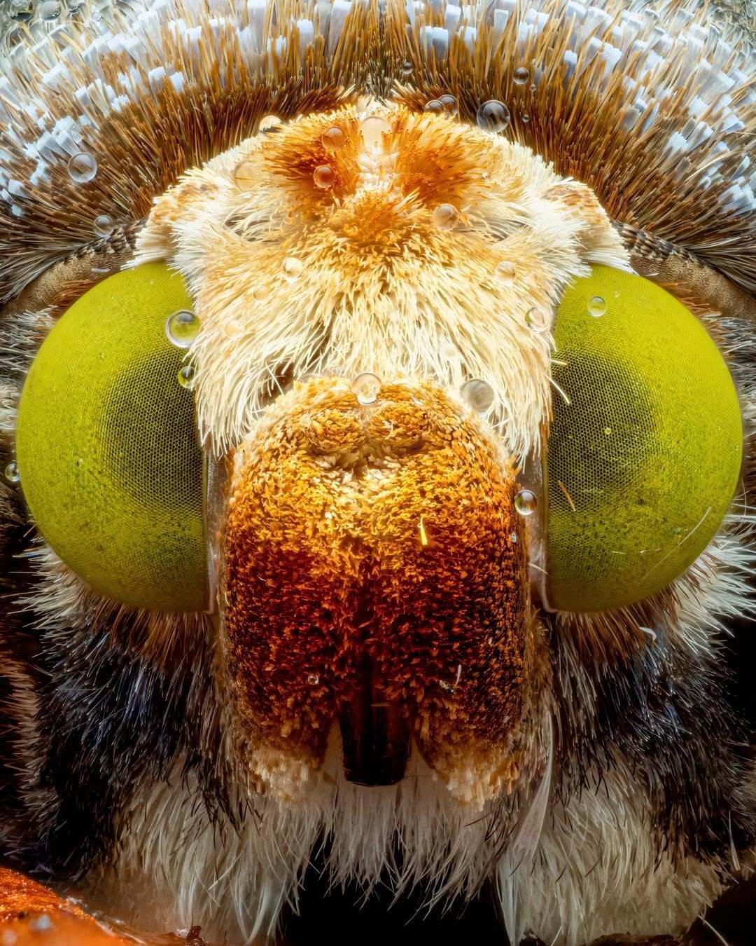 شاهکار ماکرو از یک شب در جنگل ابری اکوادور؛ ۱۲ ساعت عکاسی از صدها شب‌پره نادر (عکس)