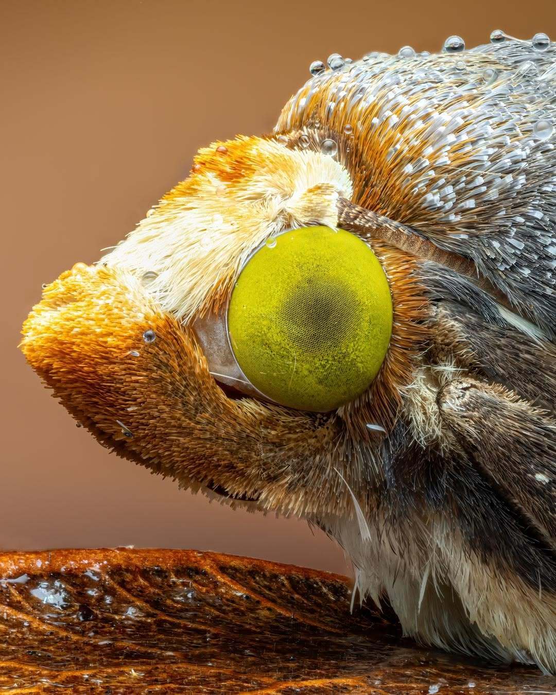 شاهکار ماکرو از یک شب در جنگل ابری اکوادور؛ ۱۲ ساعت عکاسی از صدها شب‌پره نادر (عکس)