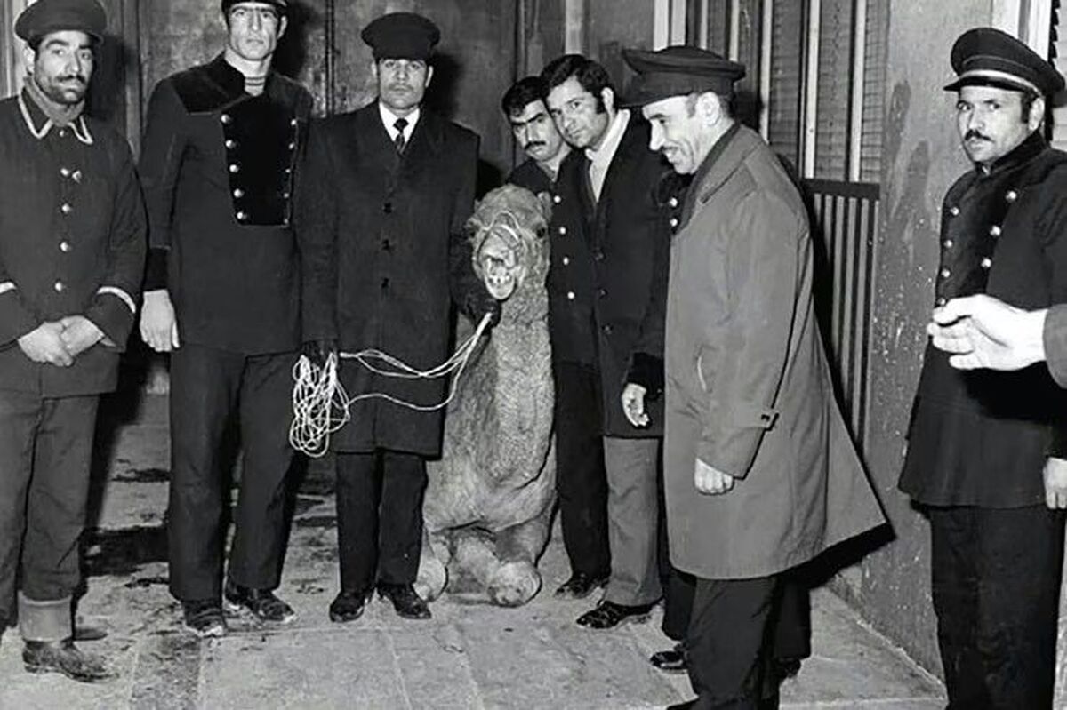 سرنوشت شتری که به حرم امام رضا(ع) پناه برد/ چرا صاحبش آن را نفروخت؟ 