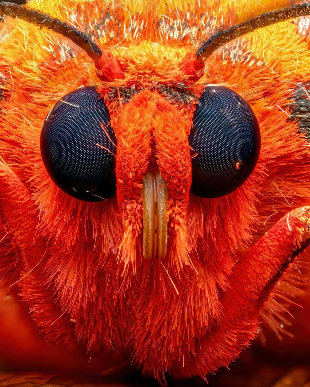 درخشش شبپره ببر یاقوتی (عکس) درخشش شبپره ببر یاقوتی (عکس)