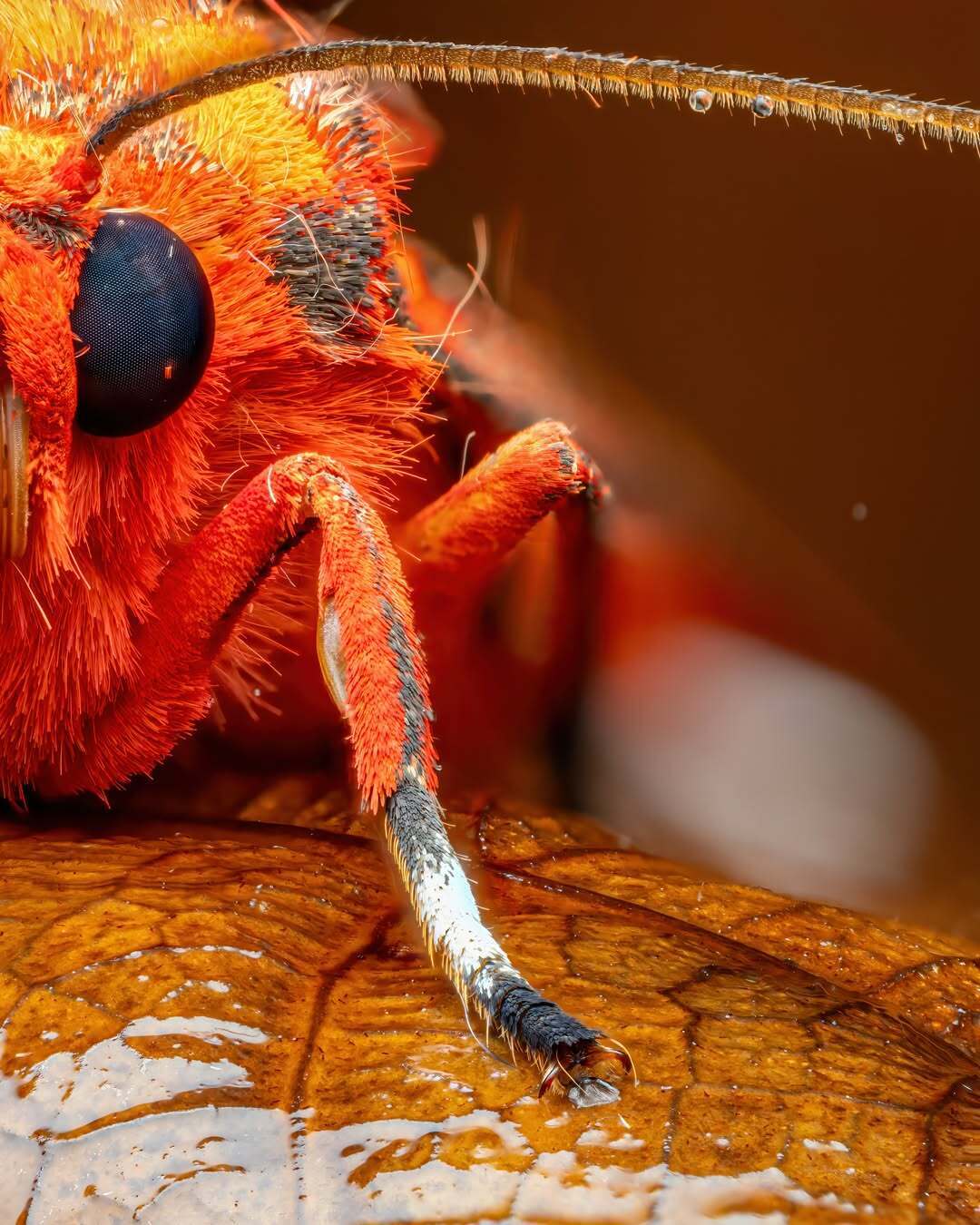 درخشش شبپره ببر یاقوتی (عکس) درخشش شبپره ببر یاقوتی (عکس)