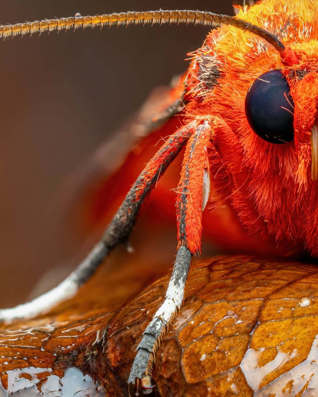 درخشش شبپره ببر یاقوتی (عکس) درخشش شبپره ببر یاقوتی (عکس)