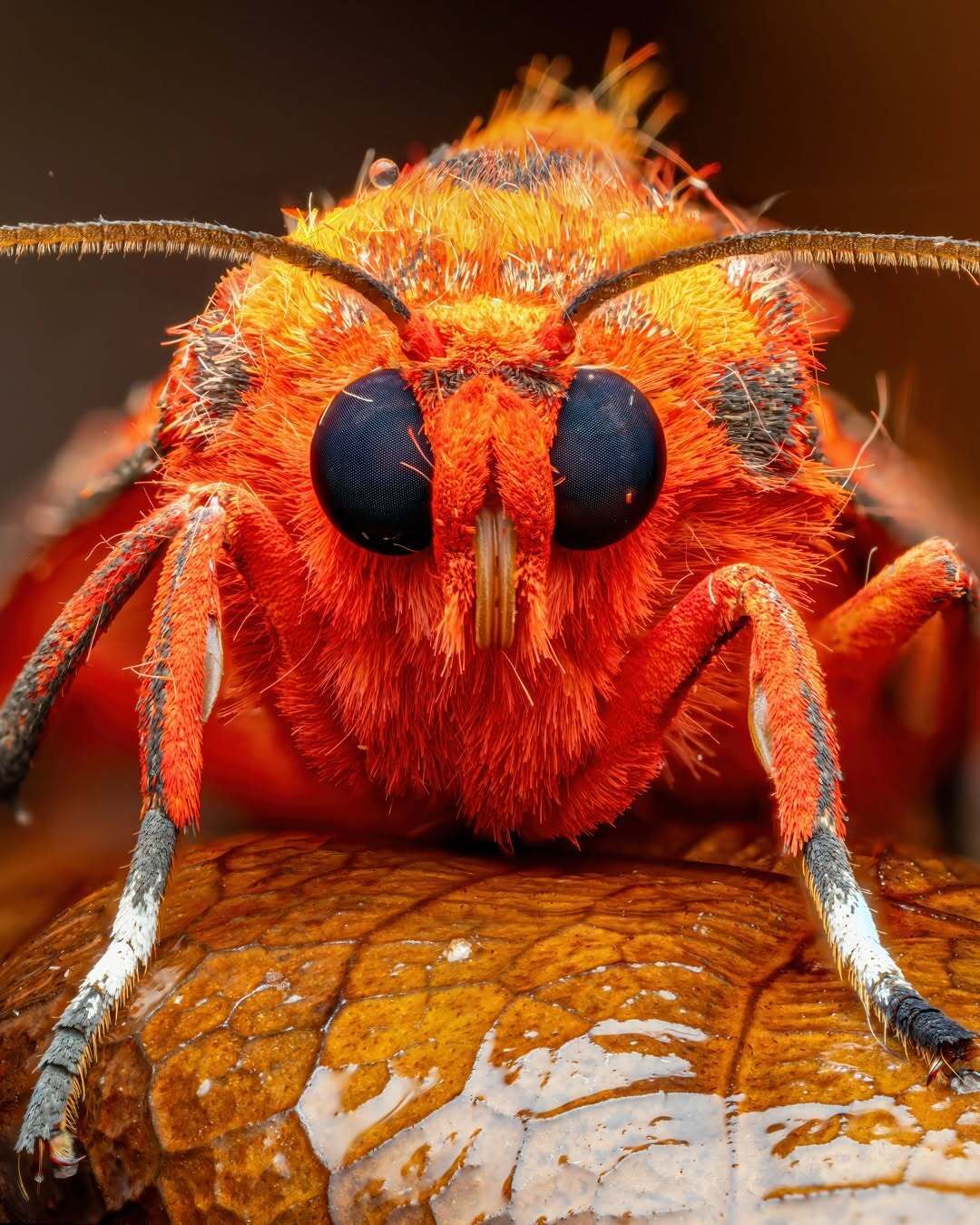 درخشش شبپره ببر یاقوتی (عکس) درخشش شبپره ببر یاقوتی (عکس)