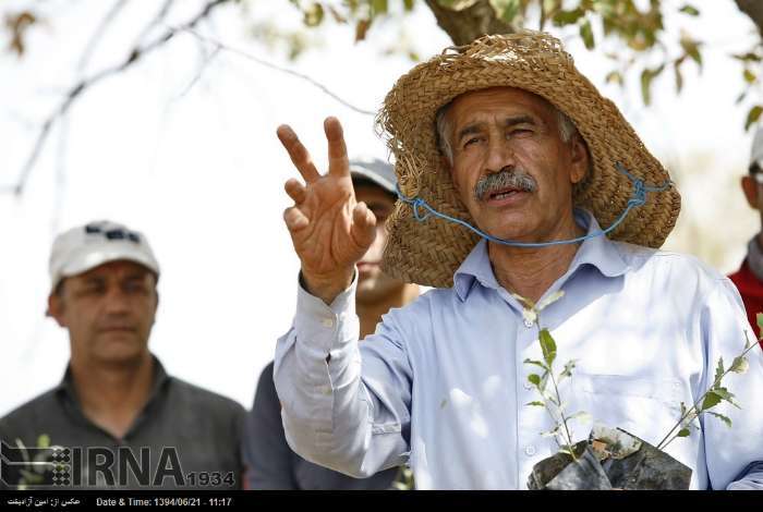 درباره پدر بلوط ایران درباره پدر بلوط ایران