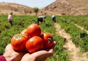 آغاز برداشت گوجه‌فرنگی در شهرستان باغملک؛ تولید بیش از ۲۰ هزار تن محصول با کیفیت صادراتی
