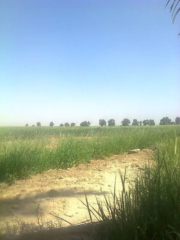  کشاورزان هندیجان را دریابید/کشاورزی هندیجان  با مشکل تامین آب کشاورزی مواجه هست
