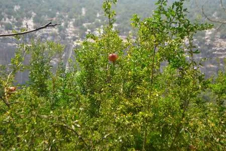 اندیکا منطقه ای ییلاقی و خوش آب و هوا در خوزستان