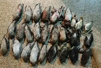 دستگیری متخلف شکار غیرمجاز پرنده در تالاب هورالعظیم