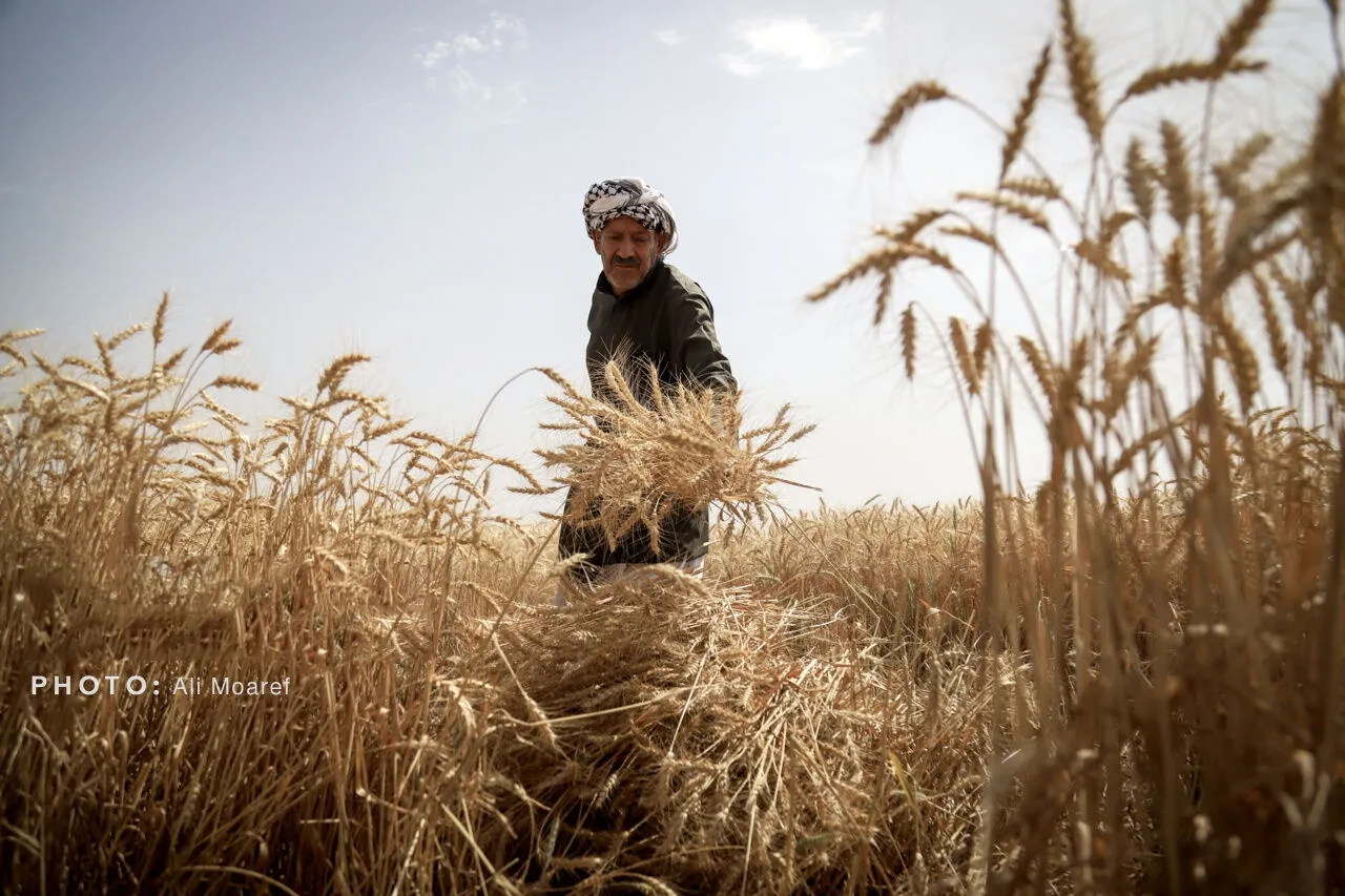 استاندار: خوزستان در تامین گندم برای تولید آرد وضعیت مطلوبی دارد