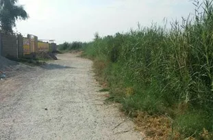 لزوم پاکسازی نیزارها در مناطق شهری شوش